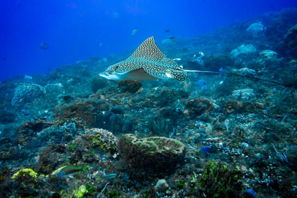 Snorkeling in Cozumel, Mexico