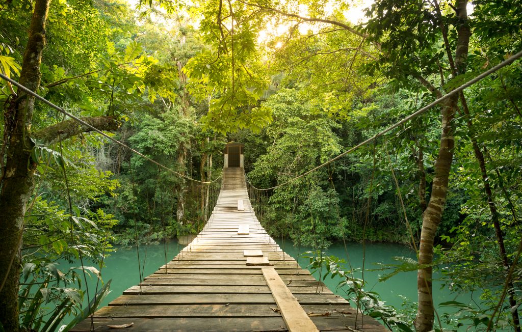 Footbridge over river in tranquil forest in Belize
