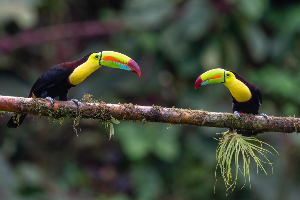 Keel-billed Toucan - Ramphastos sulfuratus, large colorful toucan from Belize forest with very colored beak.