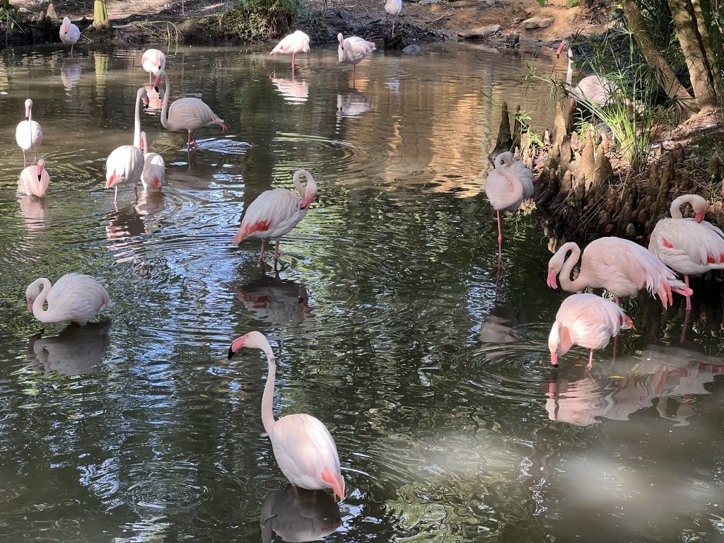 The Jacksonville Zoo: A Perfect Shore Excursion in Florida's Sunshine City