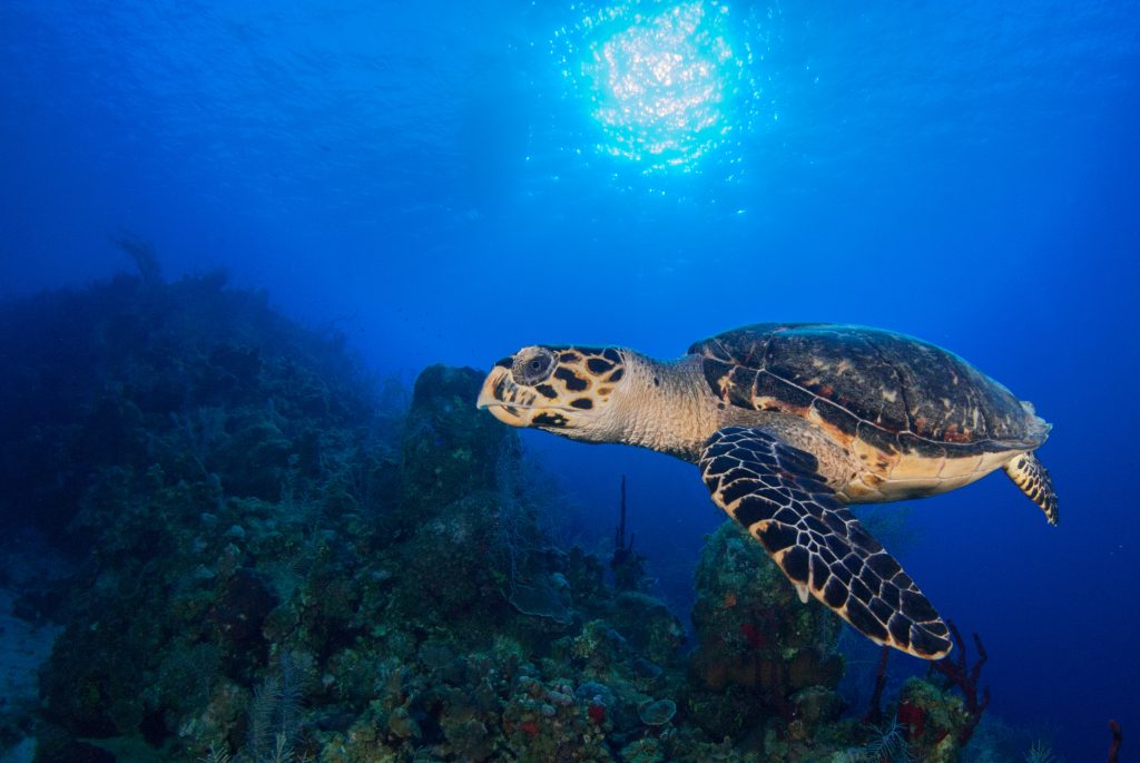 Sea turtle in the Cayman Islands
