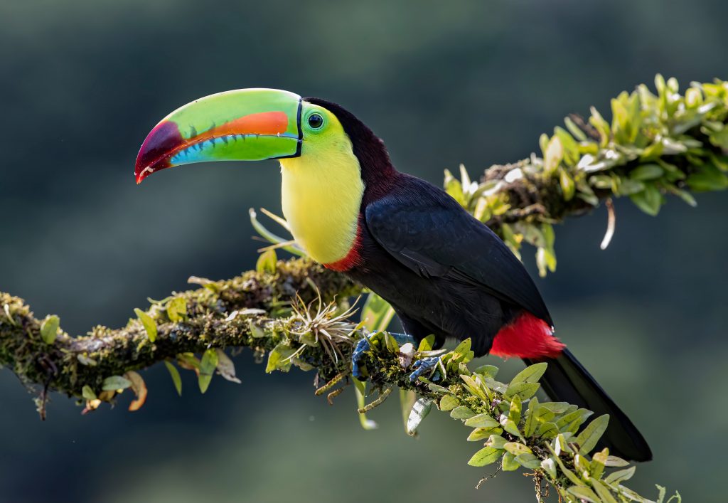 Exhilarating Wildlife Encounters in Costa Rica