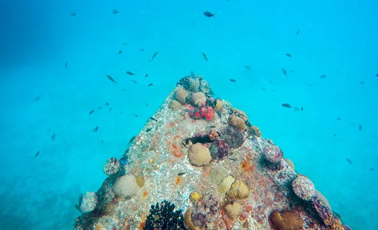Coral is a common sight on shipwrecks.